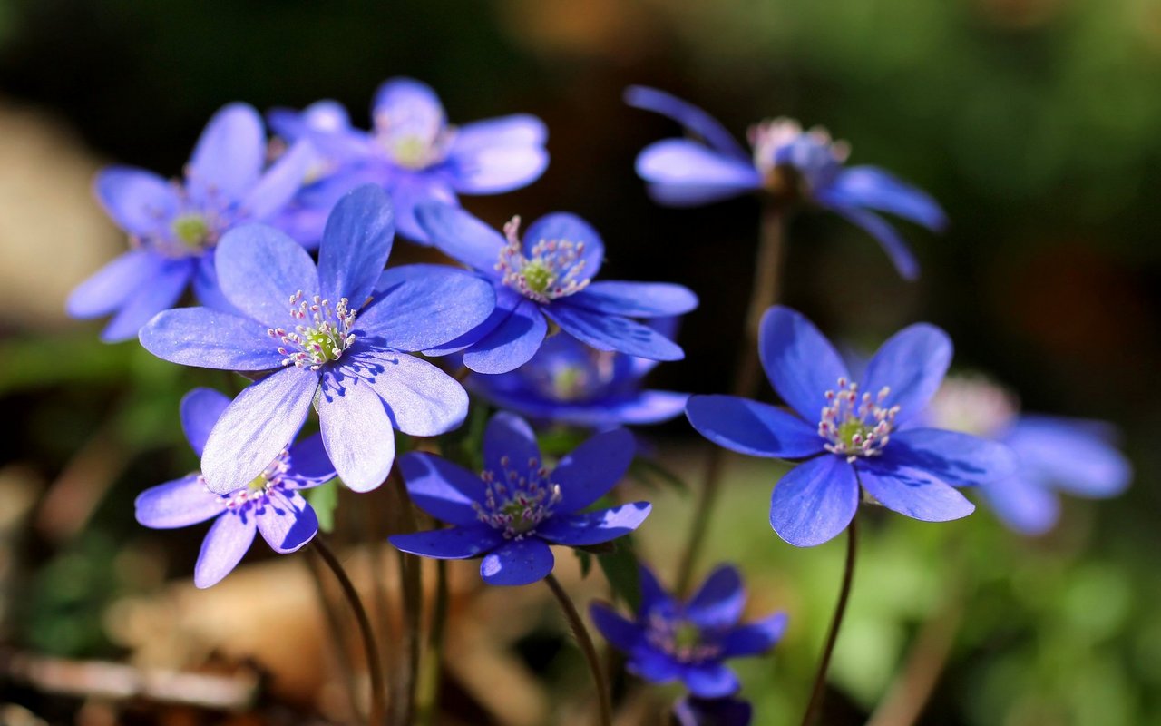 Leberblümchen (Hepatica nobilis)