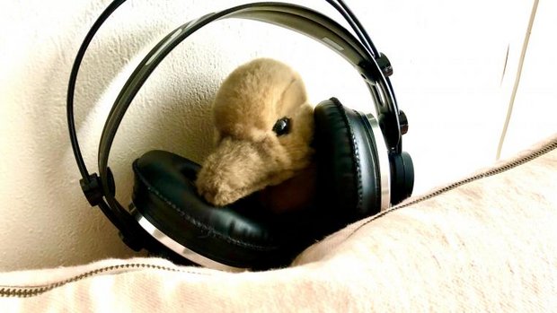 Tierwelt-Spotify-Liste 28-2021