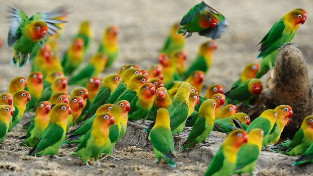 Pfirsichköpfchen sind Vertreter der Papageien Tansanias. Hier machen sie sich über eine Wasserstelle her. 