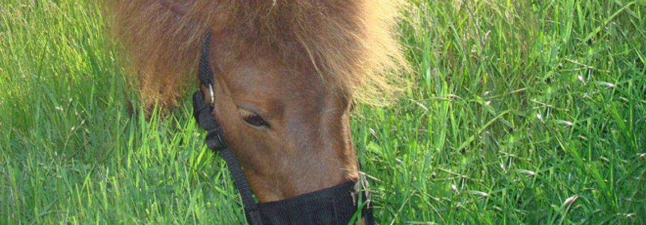 Ein Weidemaulkorb reduziert die Gras- und somit auch die Fruktanaufnahme.