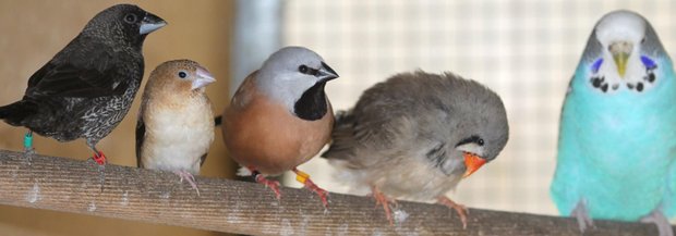 ziervogel-wg.jpg