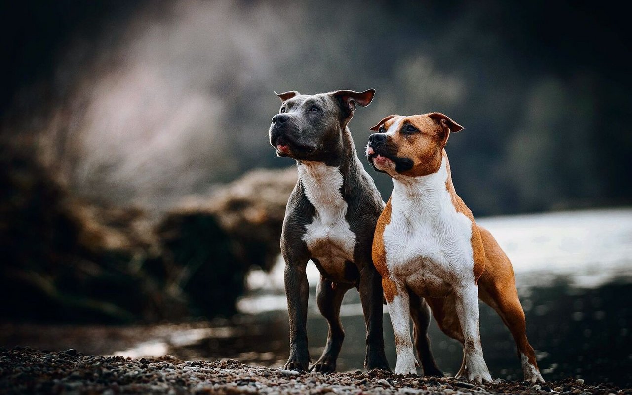 Die Haltung des umstrittenen American Staffordshire ist in einigen Kantonen verboten.