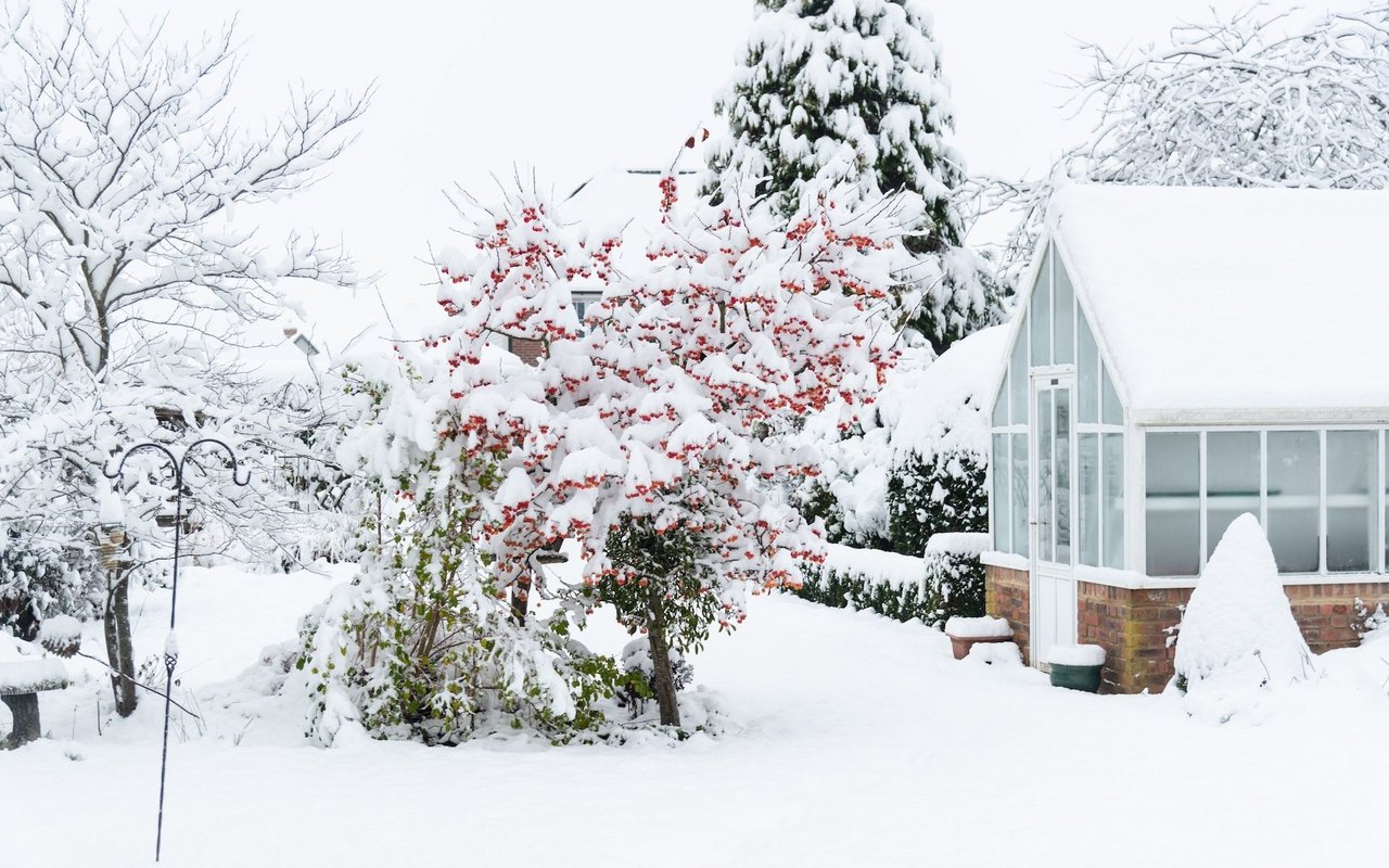 In einem verschneiten Garten sollten Pflanzen regelmässig vom Schnee befreit werden, damit keine Äste oder Blätter abbrechen.