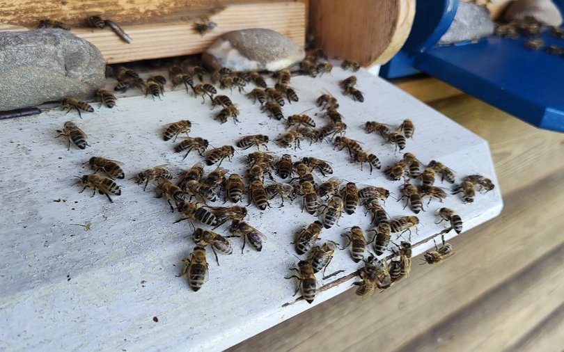Mauro Isler versucht sich auch an der Haltung mit Dunklen Bienen. 