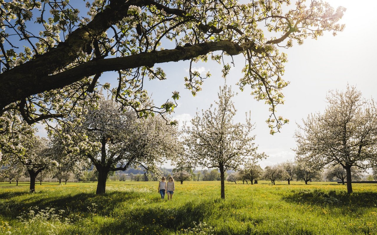 Blütenparadies Thurgau.