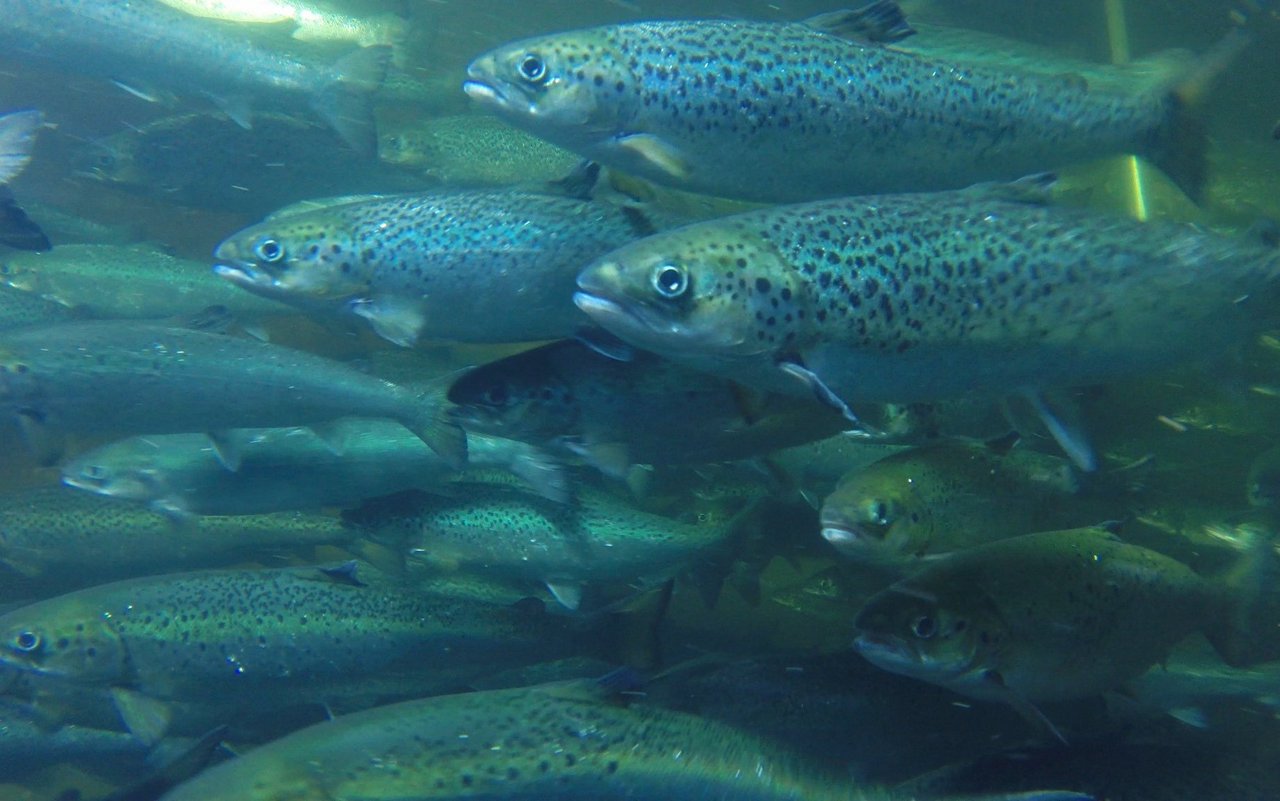 Lachse, in der Schweiz aufgezogen bei der Swiss Lachs AG in Lostallo. 