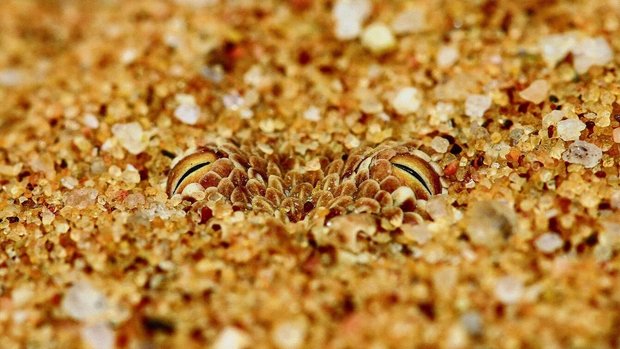 in den Sand ein, sodass oft nur die Augen herausschauen. So verschmilzt ihr Körper komplett mit der Umgebung.