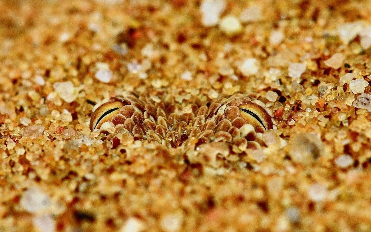 Die sandfarbene Haut dieser Zwergpuffotter gleicht exakt dem Untergrund der Namib-Wüste. Sie gräbt sich gerne in den Sand ein, sodass oft nur die Augen herausschauen. So verschmilzt ihr Körper komplett mit der Umgebung.