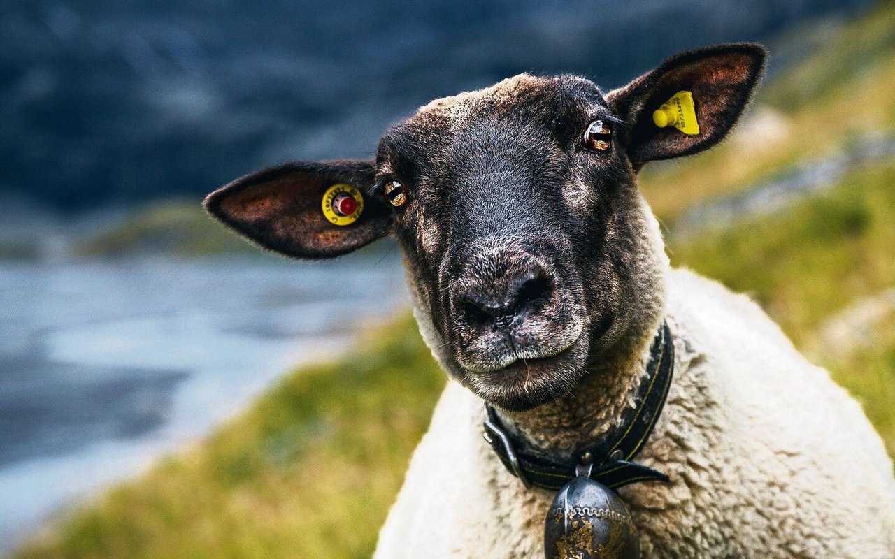 Braunköpfiges Fleischschaf zeichnen sich durch hohe Fleischqualität und Milchleistung aus.