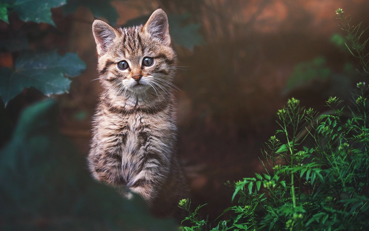 Mutig erkundet diese junge Wildkatze die grosse Welt.