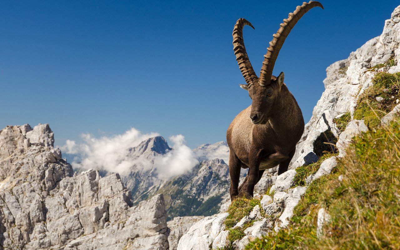 1809 wurde der letzte damals frei lebende Schweizer Steinbock erlegt. 1911 begann man wieder mit Auswilderungen. 
