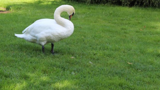 schwan.jpg