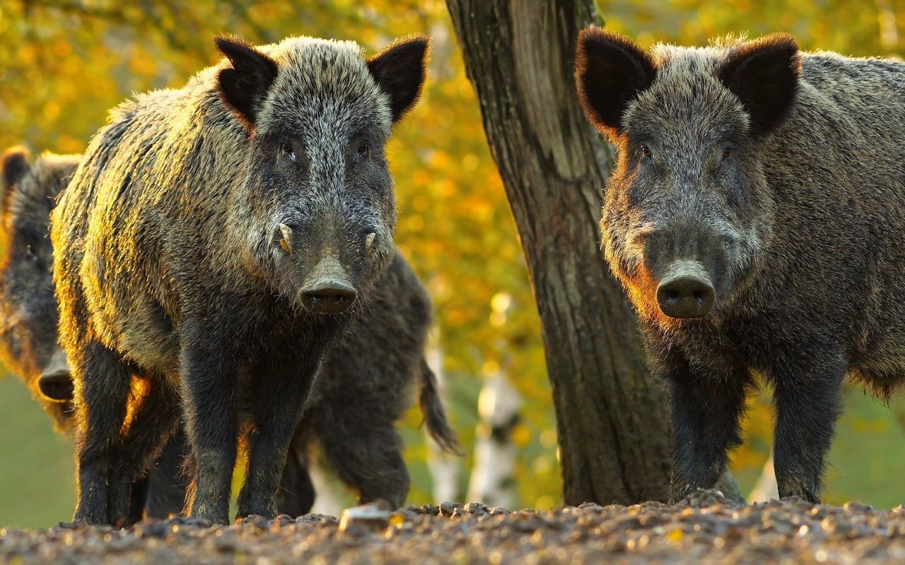 Wildschweine leben in einer Rotte.