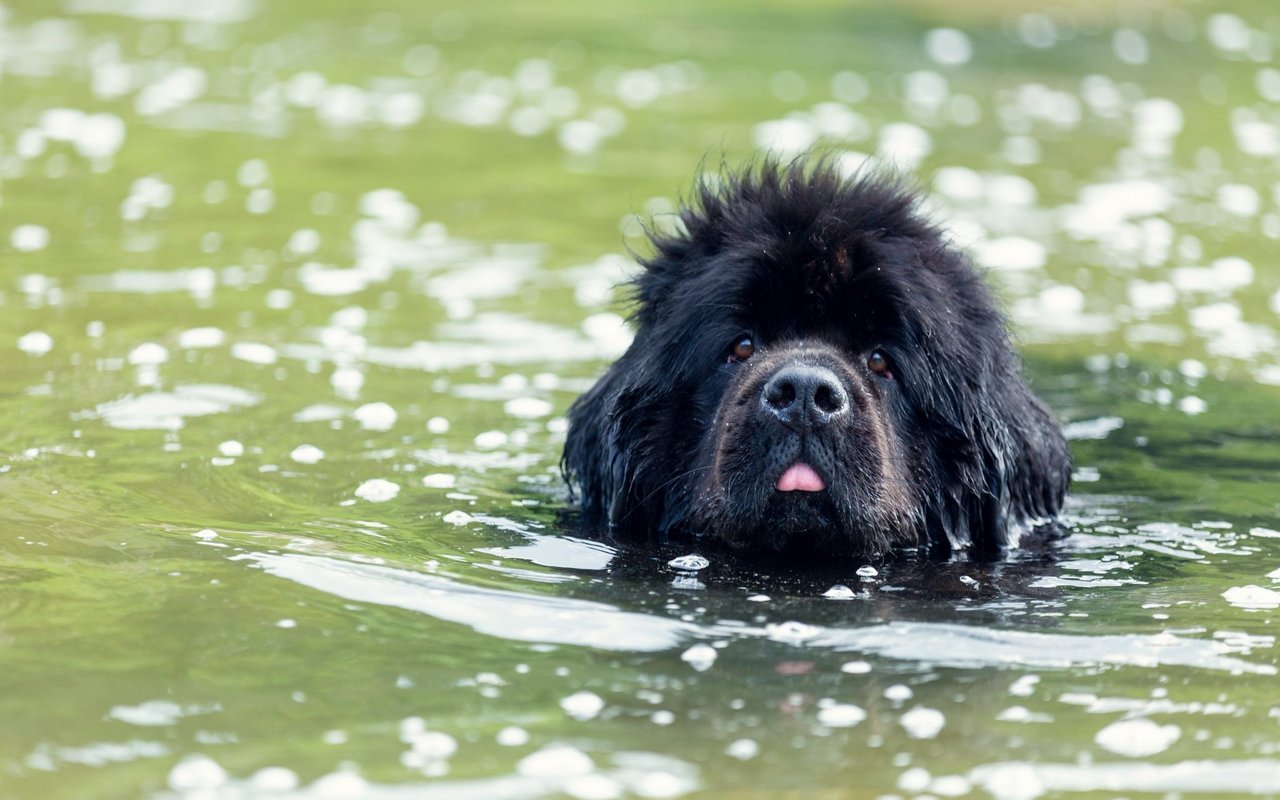 Der Neufundländer ist eine Wasserratte und liebt das Schwimmen. 