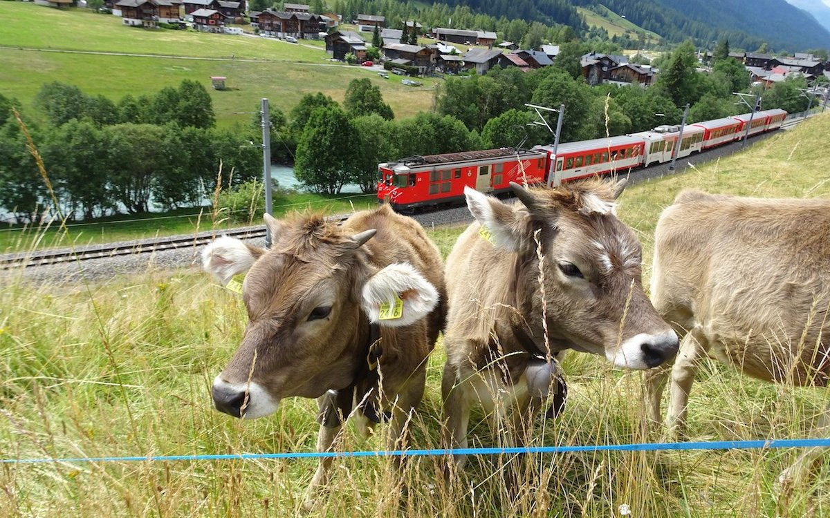Die Matterhorn-Gotthardbahn schlängelt sich durch die romantische Landschaft des Goms im Wallis. 