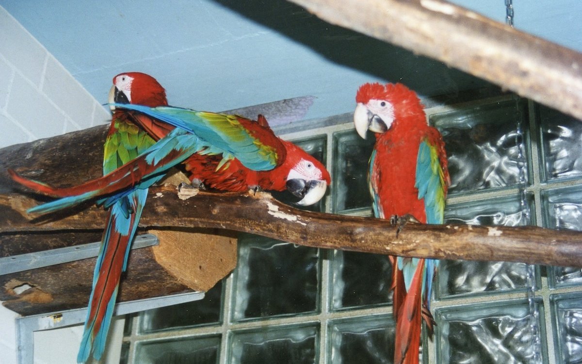 Ein Paar Dunkelrote Aras mit dem Jungvogel rechts, dessen Unterschnabel noch nicht schwarz ausgefärbt ist. 