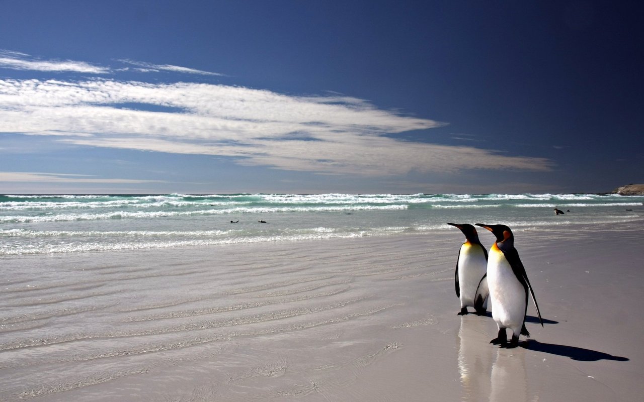 Der Königspinguin ist die zweitgrösste Pinguinart und brütet an sonnenexponierten Küstenabschnitten auf subantarktischen Inseln. 
