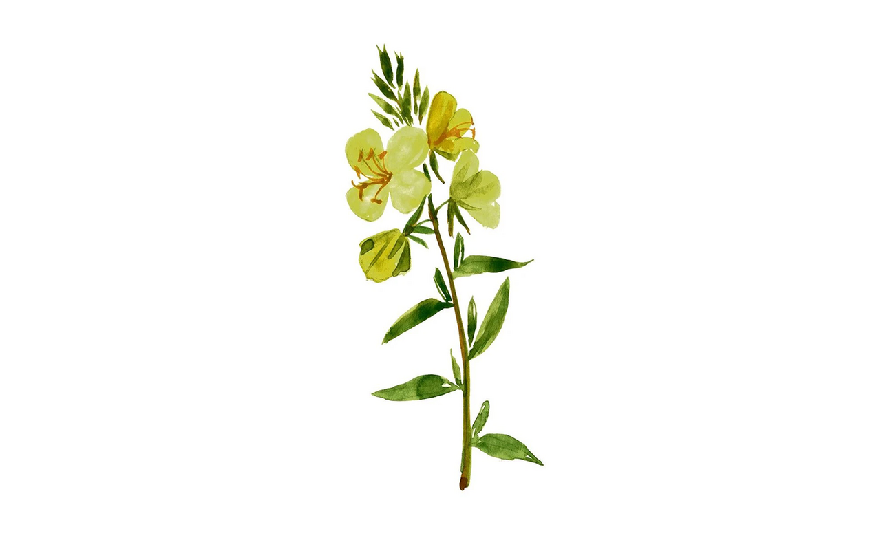 Die Gemeine Nachtkerze (Oenothera biennis) liefert wertvolle Nährstoffe.