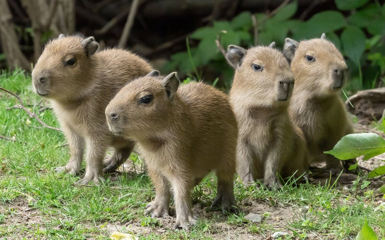 Capybaras gehören zur Familie der Meerschweinchen. 