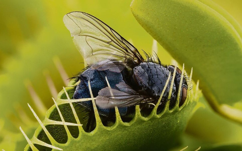 Kein Entrinnen mehr: Diese Fliege wurde von einer Venusfliegenfalle gefangen. 