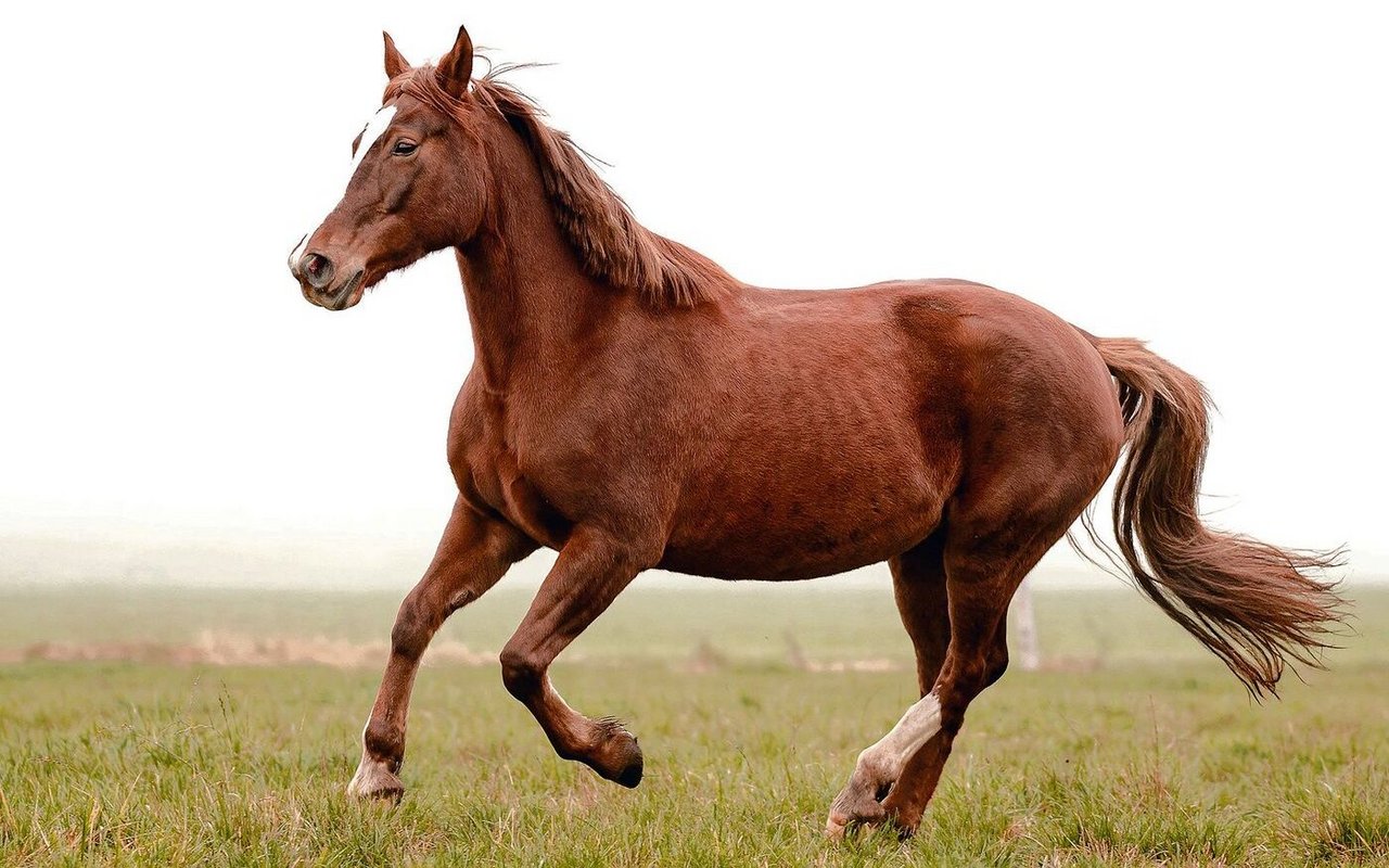 Die Stiftung pro Pferd unterstützt Pferdeforschung mit hohem Praxisbezug.
