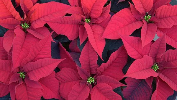 So begann der Siegeszug des Weihnachtssterns tierwelt.ch TierWelt