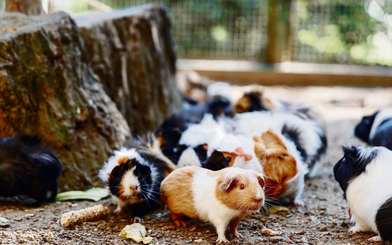 Meerschweinchen lieben weitläufige, ebene Flächen.