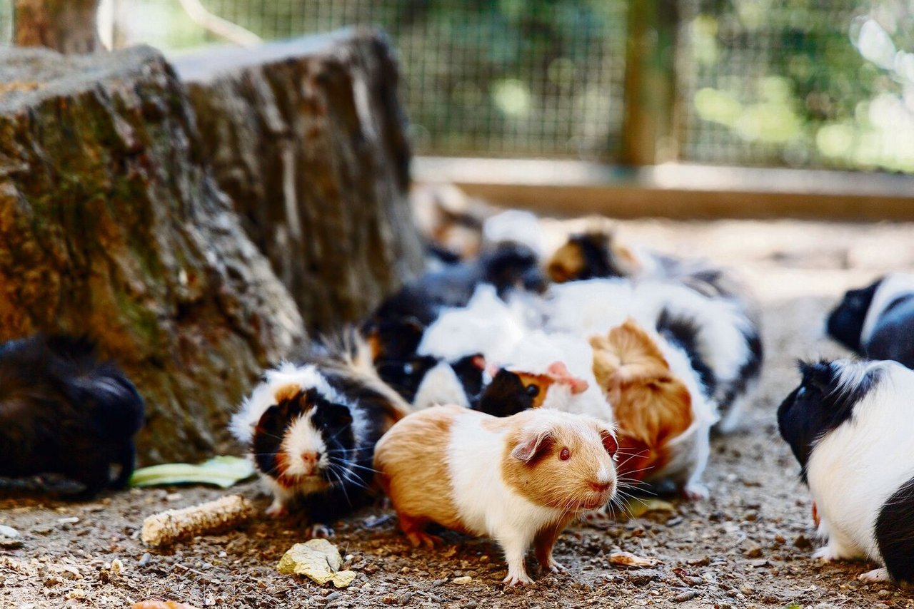 Meerschweinchen lieben weitläufige, ebene Flächen.