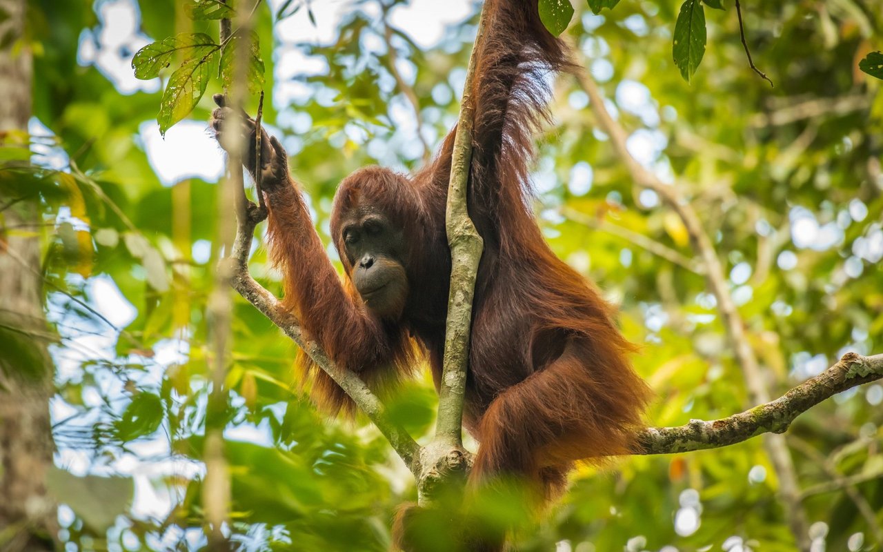 In den letzten 25 Jahren rettete BOS mehr als 2300 Orang-Utans und 384 wurden ausgewildert. 