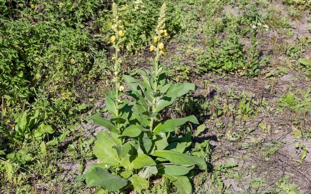 Königskerzen (Verbascum) kommen selbst mit mageren, nährstoffarmen Böden bestens zurecht.