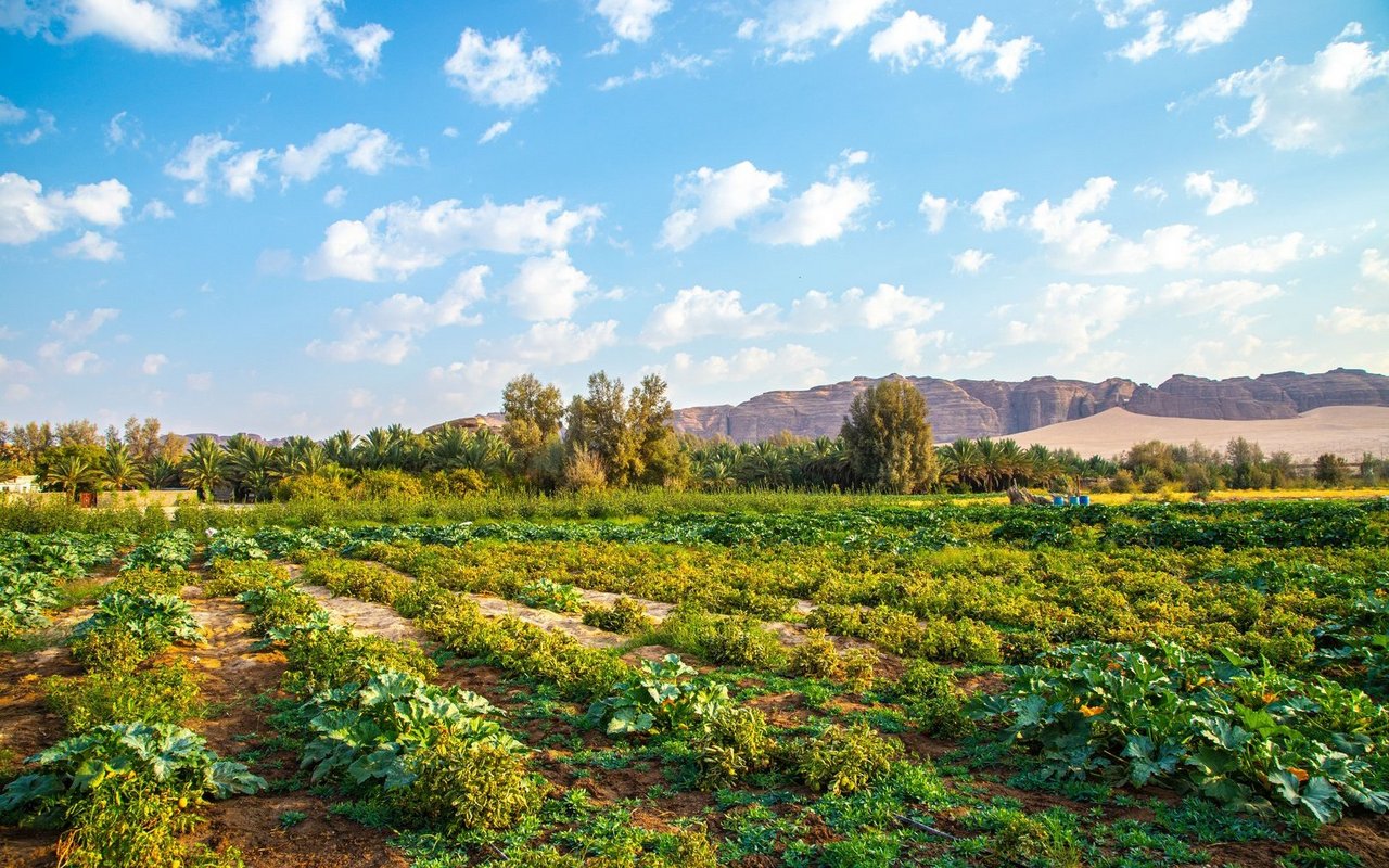 Oasen in der Wüste sind keine Seltenheit – die wenigsten befinden sich jedoch im Wachstum.