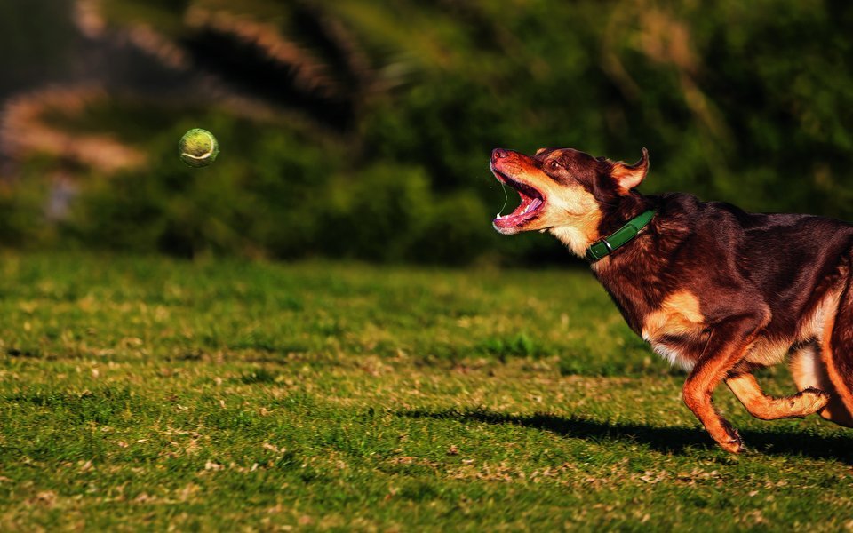 Bei anfälligen Hunden sollte auf repetitives Ballwerfen verzichtet werden.