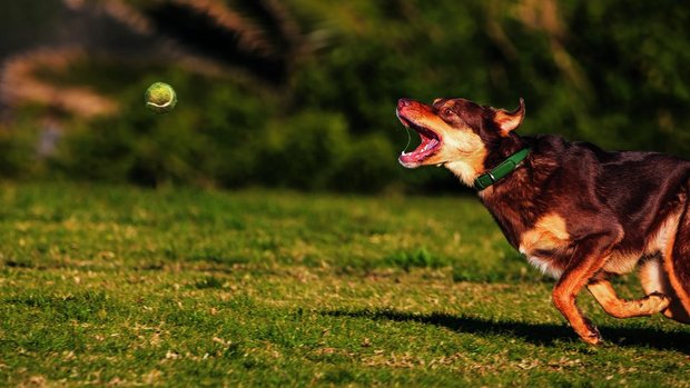 Bei anfälligen Hunden sollte auf repetitives Ballwerfen verzichtet werden.