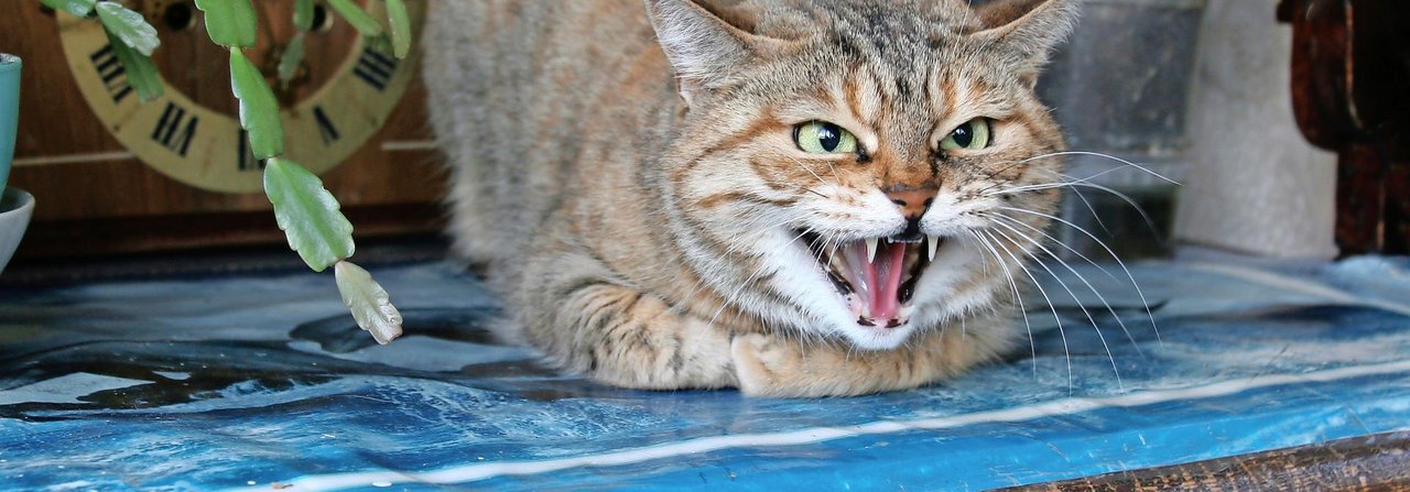 Aggressionen gehören zu den häufigsten Verhaltensproblemen bei Katzen.