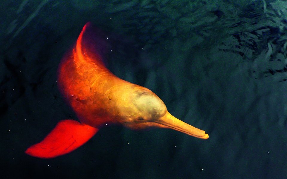 Amazonasflussdelfine sind fast blind. Mit Hilfe von Echoortung finden sie sich in dem trüben Wasser zurecht. 