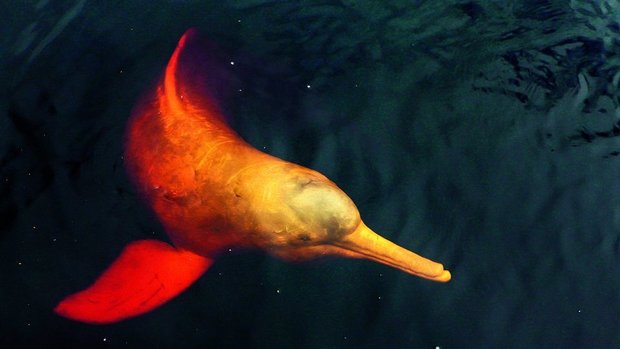 Amazonas-flussdelfine sind fast blind. Mit Hilfe von Echoortung finden sie sich in dem trüben Wasser zurecht. 