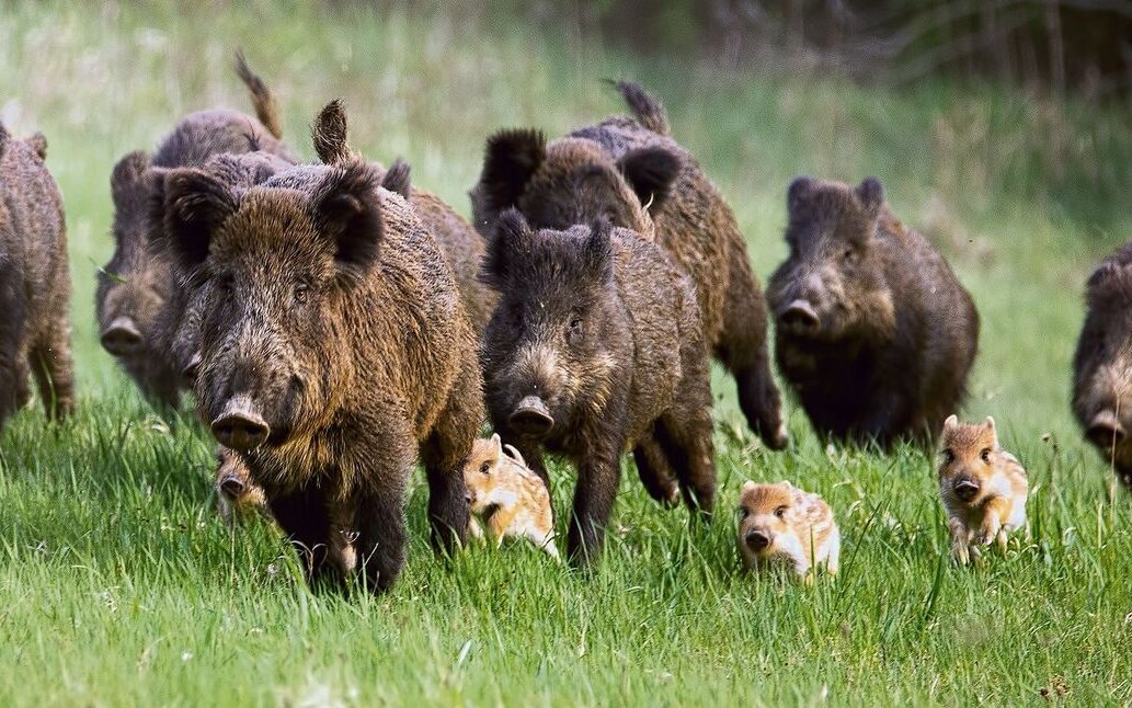 Wildschweine leben gesellig in engen Familienverbänden zusammen.