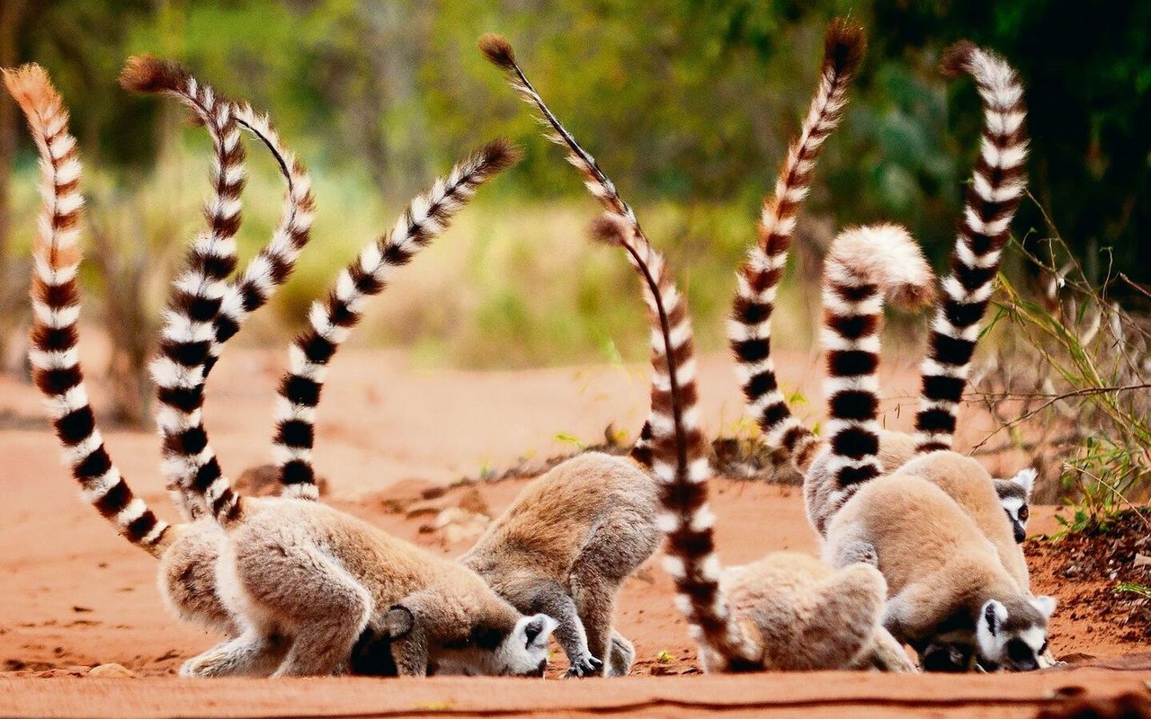 Kattas im Süden der grossen Insel Madagaskar leben in einem Trockenwald. 