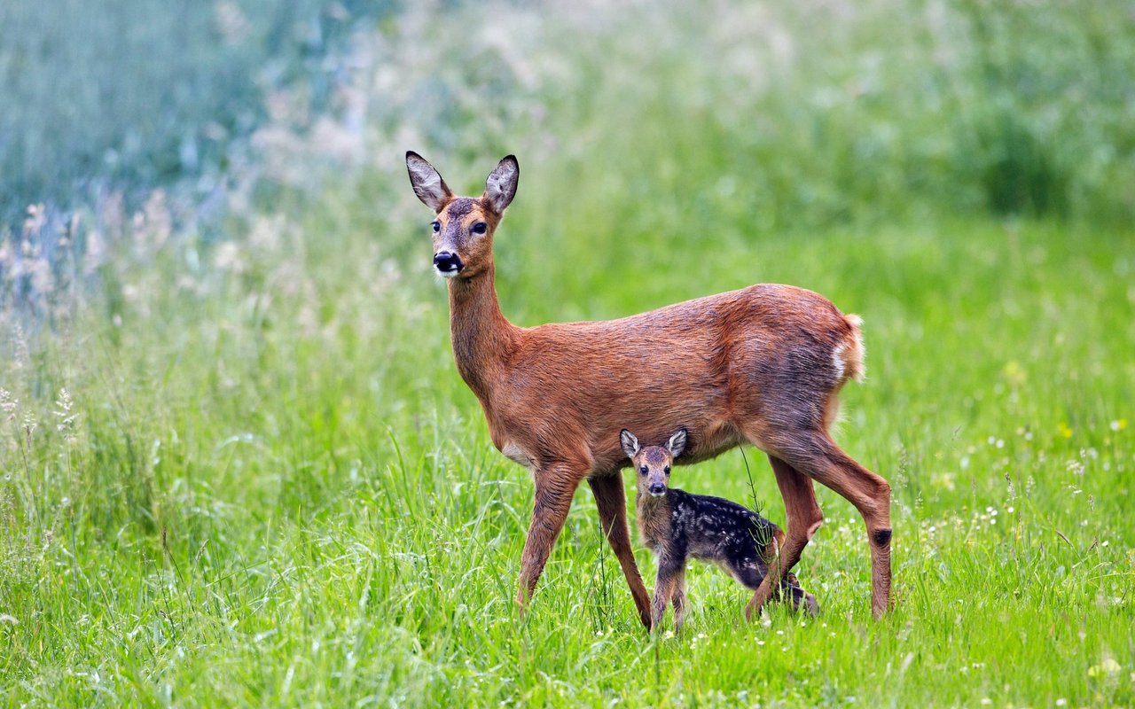 Wer Rehe in der freien Natur sehen möchte, braucht etwas Geduld. 