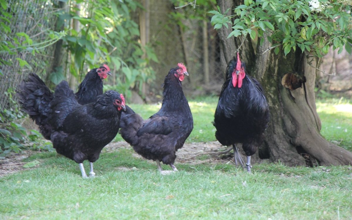 Hühner der Rasse Australorps bei der Familie Wüthrich im Freilauf. 