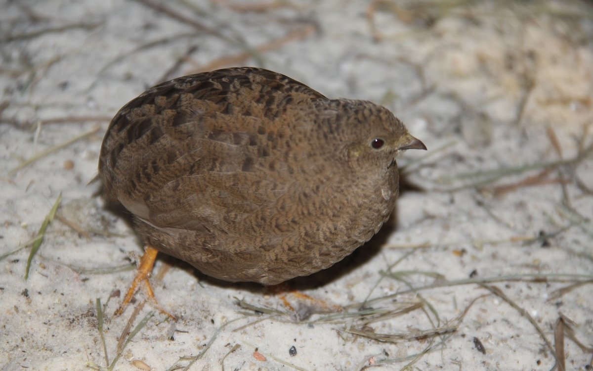 Weibliche Chinesische Zwergwachtel. 
