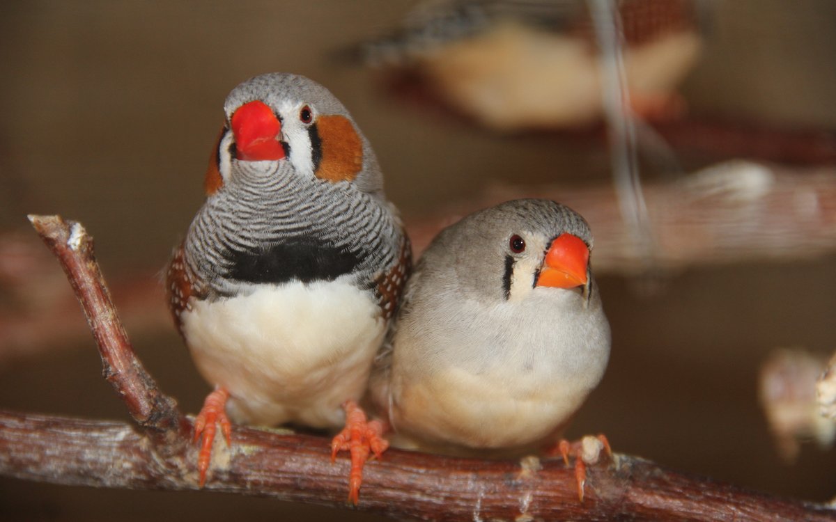 Bei Zebrafinken lassen sich die Geschlechter leicht äusserlich unterscheiden, links sitzt das Männchen. 