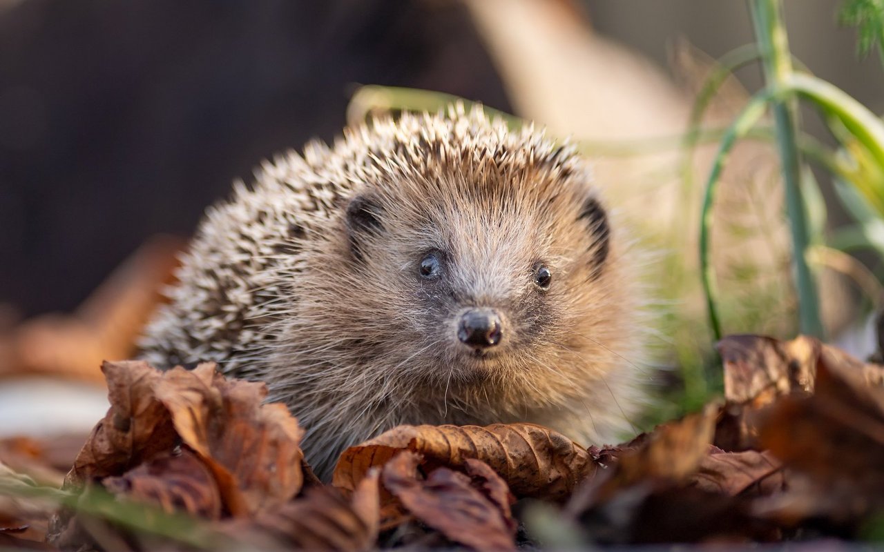 Um den Igel zu unterstützen, kann man das Laub im Garten im Herbst liegen lassen.