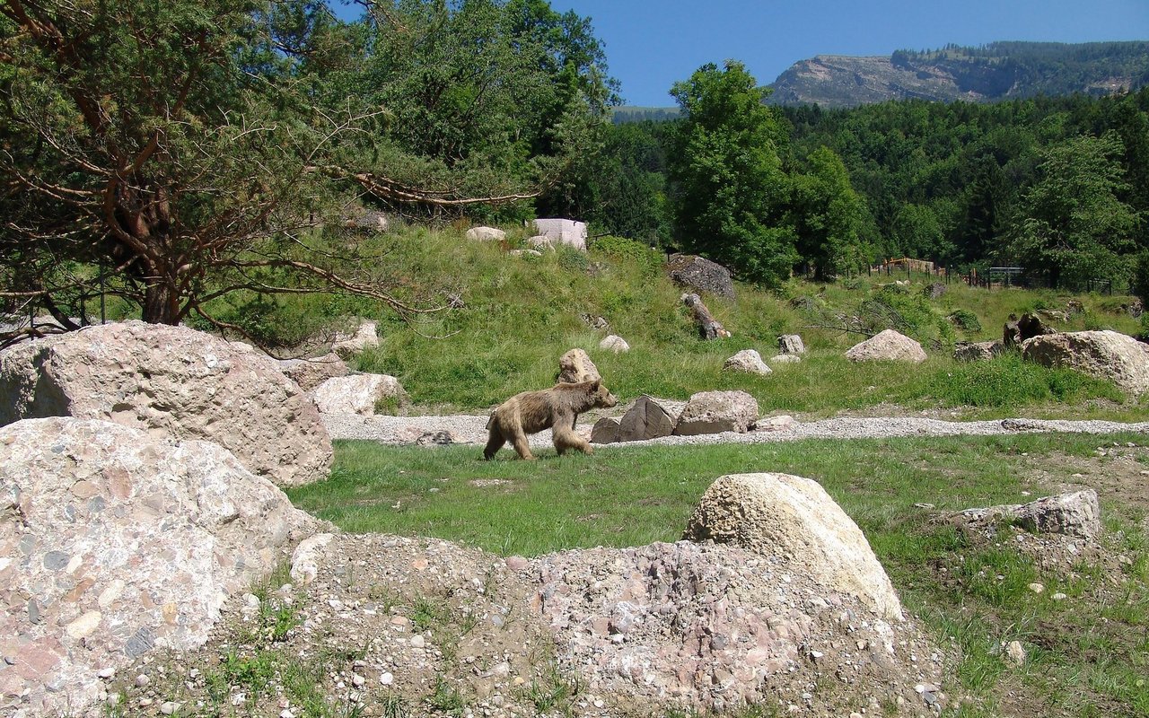 Der Tierpark Goldau konnte Bärin Laila nicht mehr helfen.