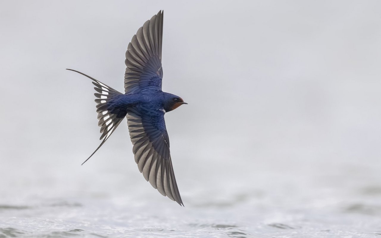 Schwalben fliegen im Spätsommer und Frühherbst  in ihre Winterquartiere nach Afrika südlich der Sahara.