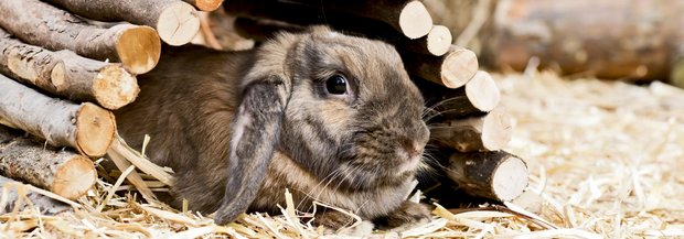 57+ Kaninchen Gemüsegarten, In dieser kaninchen futterliste finden