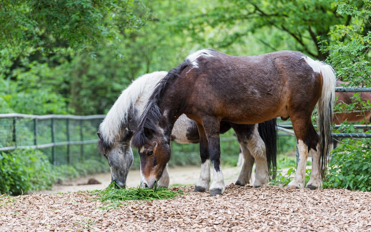 Die beiden Ponys wurden geschlachtet. 