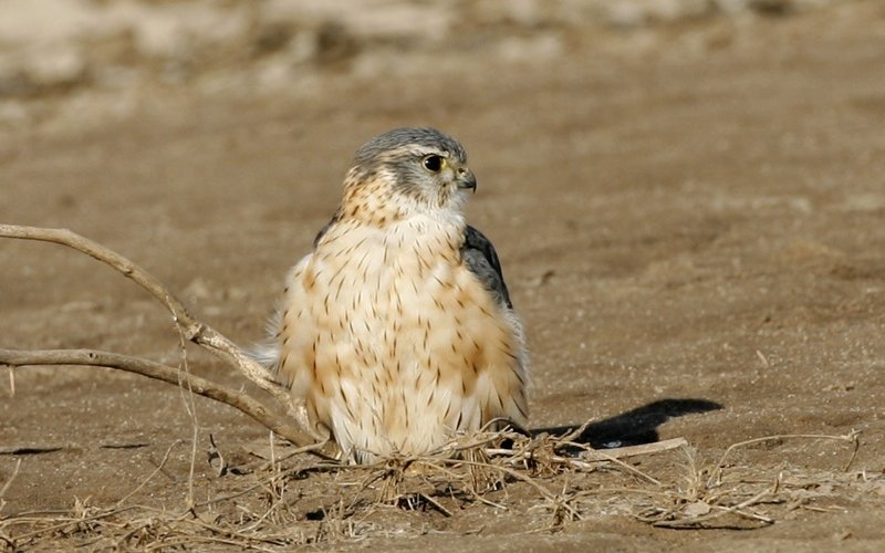 Merlin