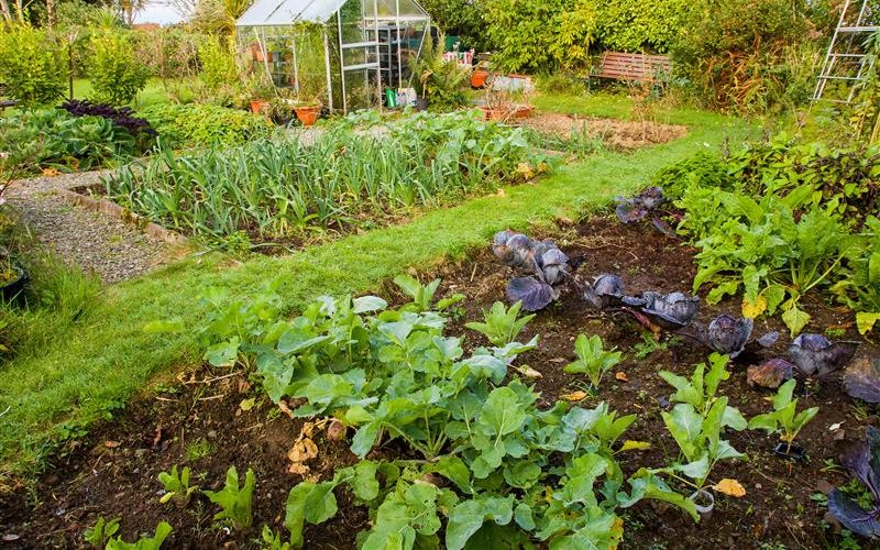 Ein Garten gibt eine menge Arbeit, wenn man die Pflanzen aber pflegt, wird man mit schönen Blumen und einer guten Gemüseernte belohnt.