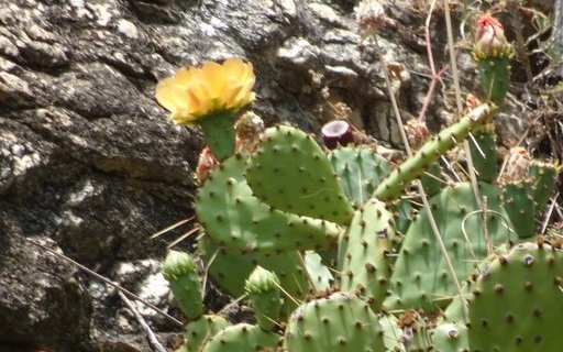 An den Hängen des Tourbillon und Valeria blüht Opuntia humifusa. 